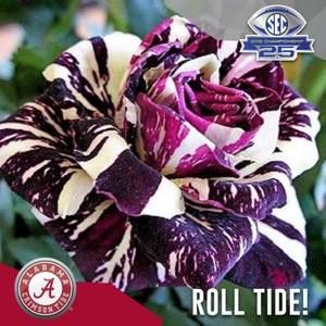 Meet your Posher, Georgette